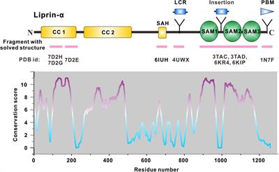 Liprin-α-Mediated Assemblies and Their Roles in Synapse Formation